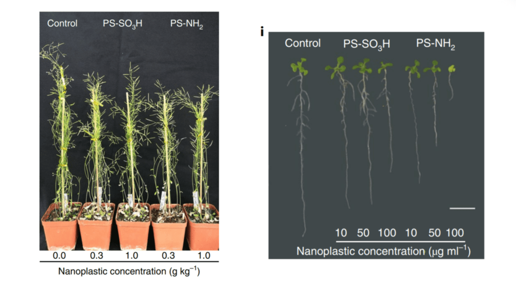 PlantesEtudeNature
