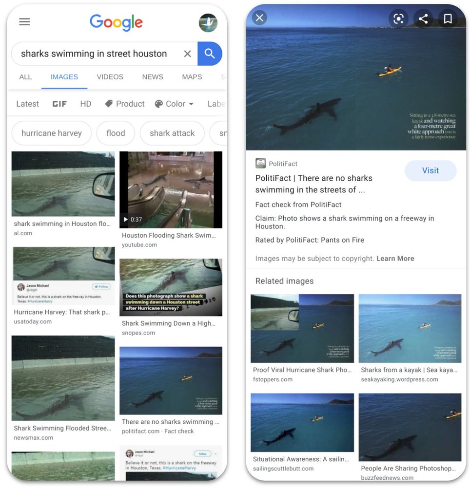 Requin Google Images