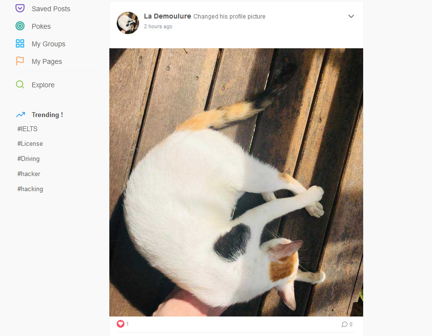 Une photo de chat comme une autre sur Connect, un réseau social du Dark Web