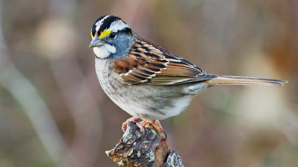 white-throated-sparrow-942064_1920