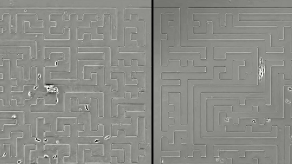 labyrinthe-cellules