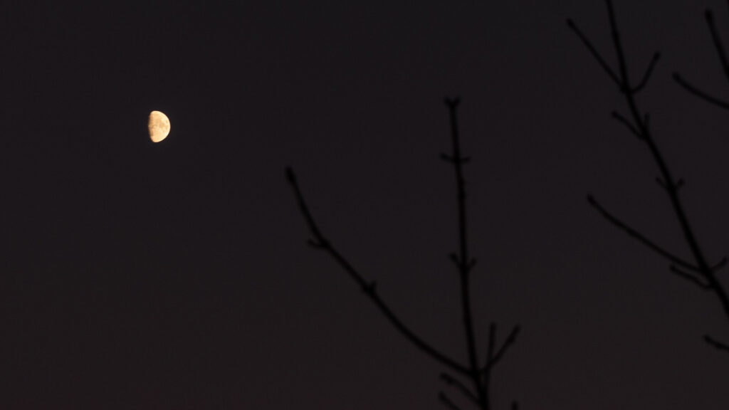 lune ciel astronomie arbres