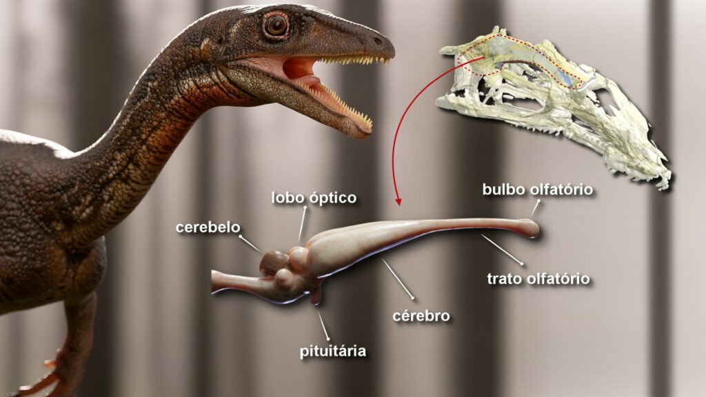 cerveau_dinosaure_3D