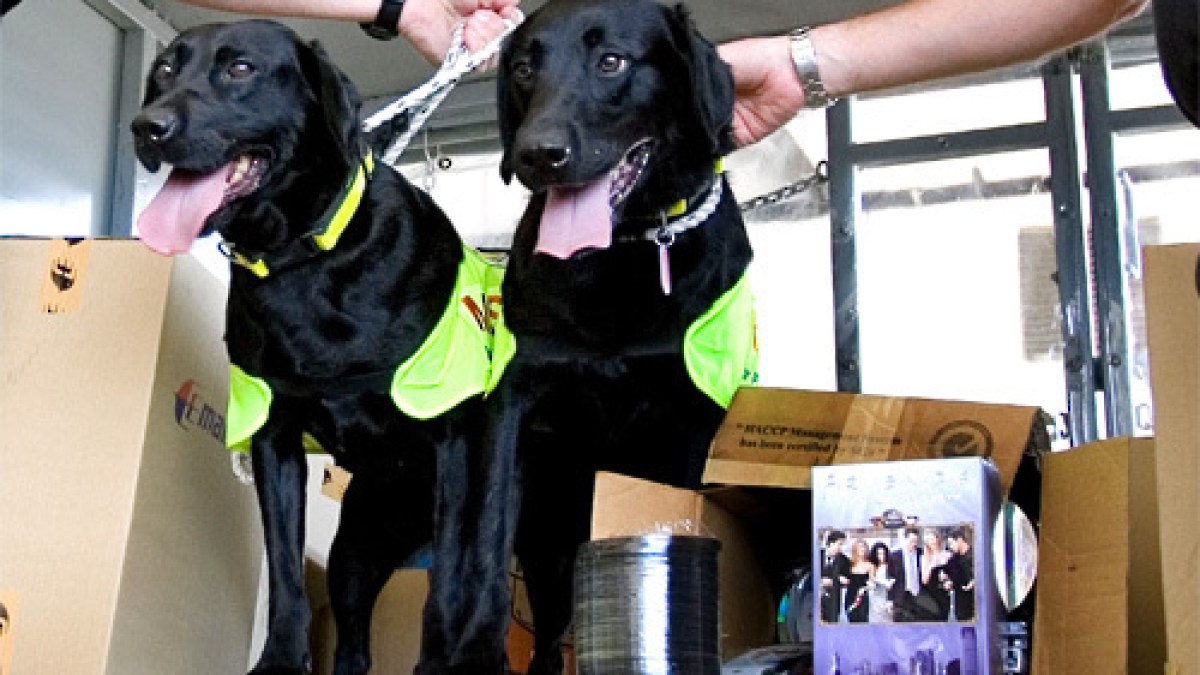 labrador_500_rts_500.jpg