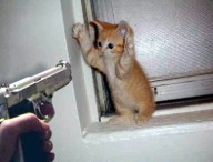 cat-robbery.jpg
