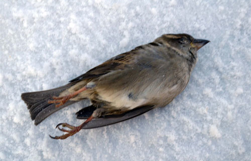 deadbird070216.jpg