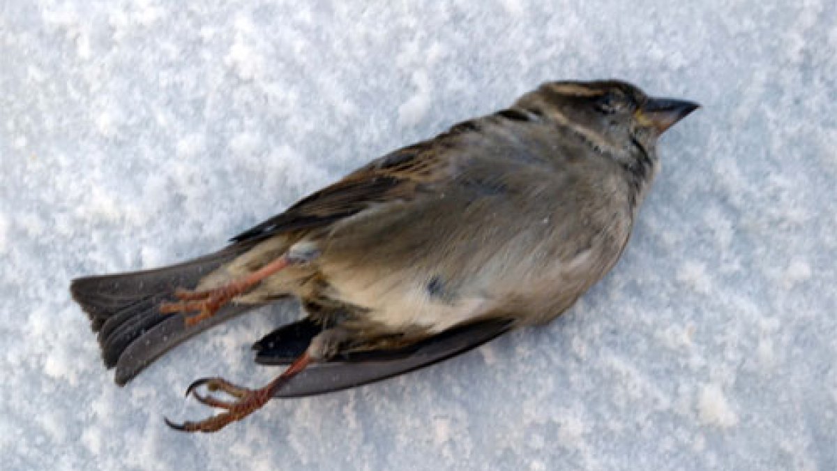 deadbird070216.jpg