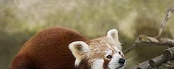 red_panda.jpg