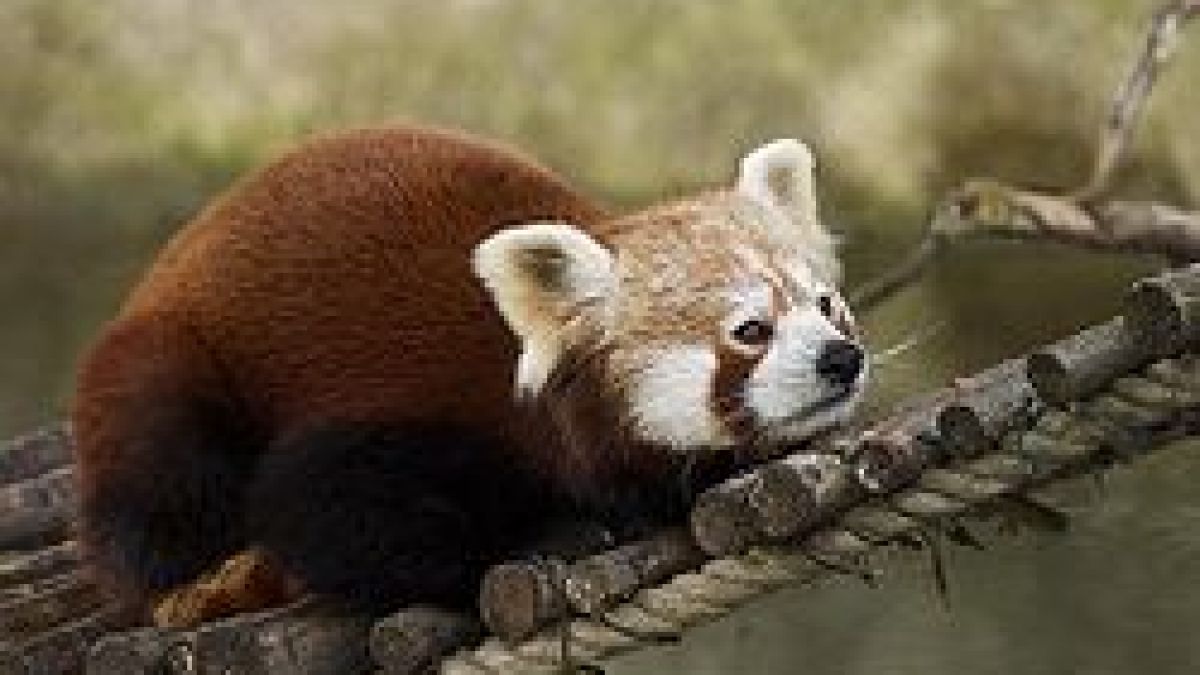 red_panda.jpg