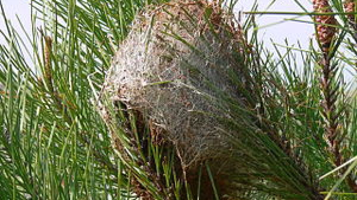 300px-nid_de_chenilles_processionnaires_du_pin.jpg
