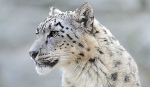 snowleopard.jpg