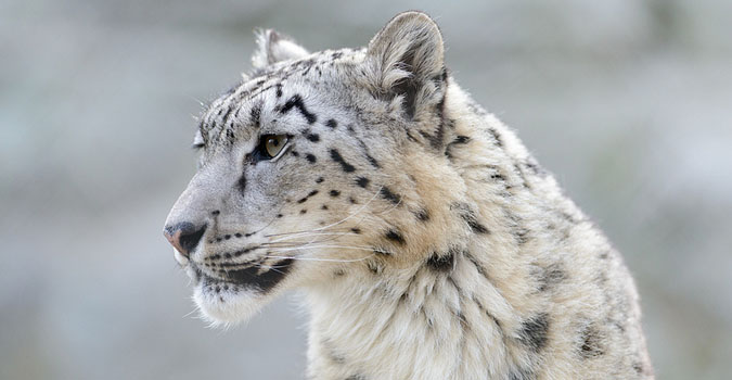 snowleopard.jpg