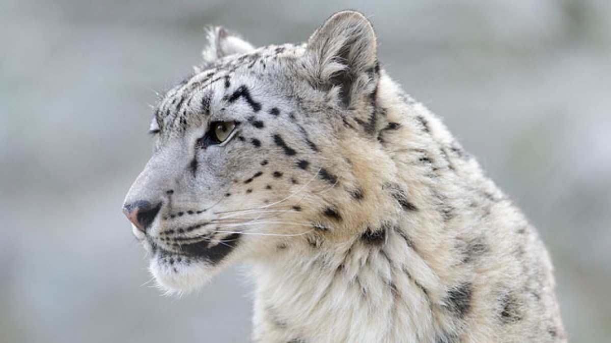 snowleopard.jpg