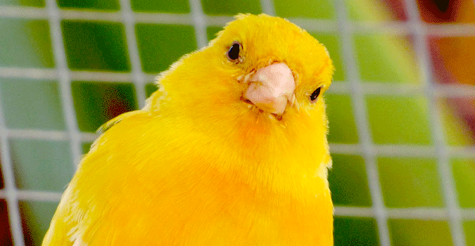 canari-cage.gif