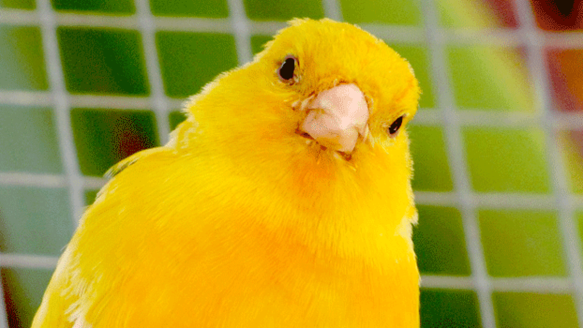 canari-cage.gif