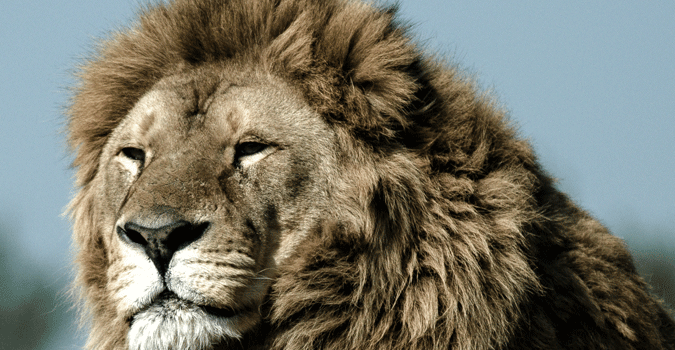 photo-lion.gif