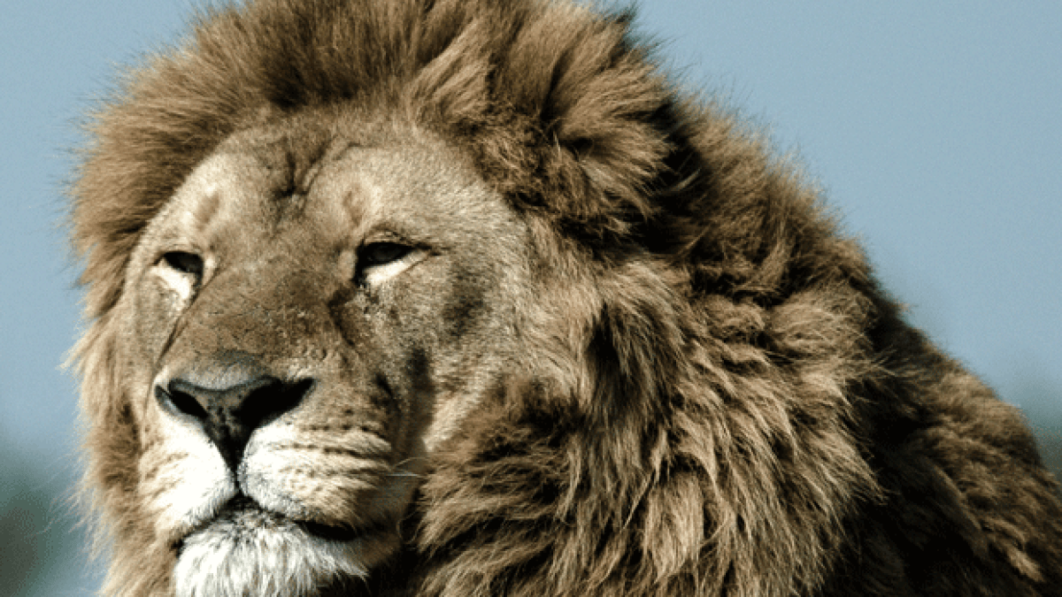 photo-lion.gif