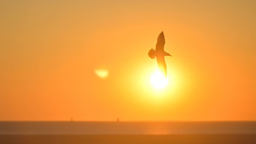 sunset-bird-sunrise-animal