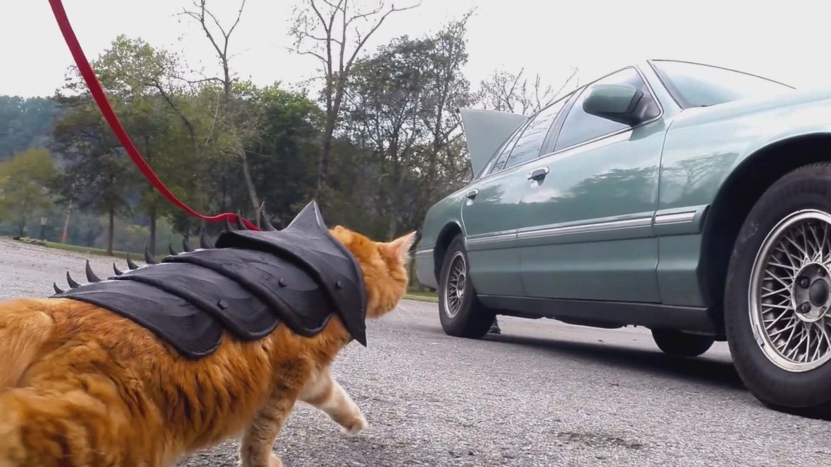 Chat armure