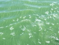 blue-green algae