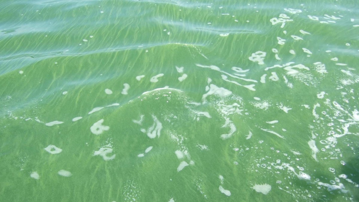 blue-green algae