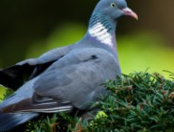 pigeon-cancer