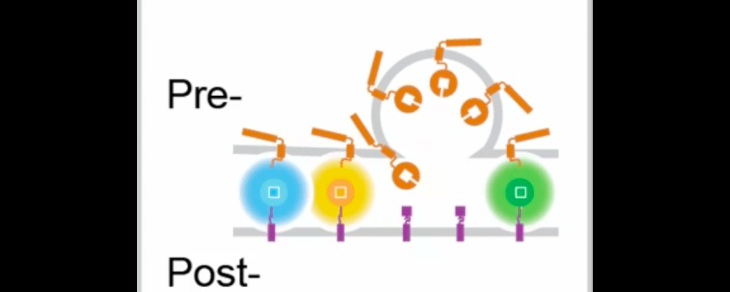 Colorer les synapses Colorer les synapses