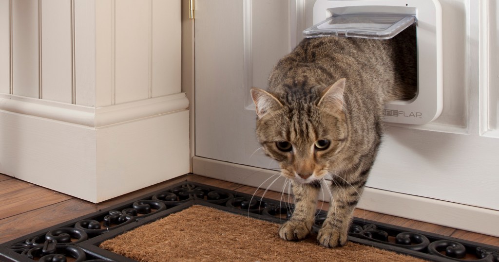 Une Chatiere Qui Reconnait Votre Chat Par Sa Puce D Identification Numerama