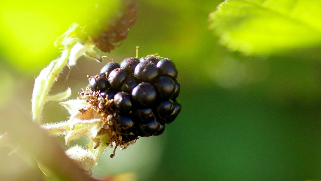 BlackBerry nature BlackBerry nature