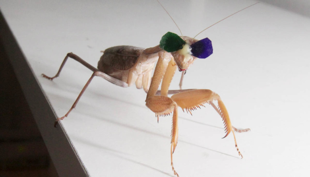 Newcastle University research into 3D vision in praying mantises by Dr. Vivek Nityananda. Pic: Mike Urwin. 151015
