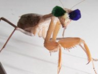 Newcastle University research into 3D vision in praying mantises by Dr. Vivek Nityananda.
Pic: Mike Urwin. 151015