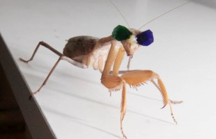 Newcastle University research into 3D vision in praying mantises by Dr. Vivek Nityananda.
Pic: Mike Urwin. 151015