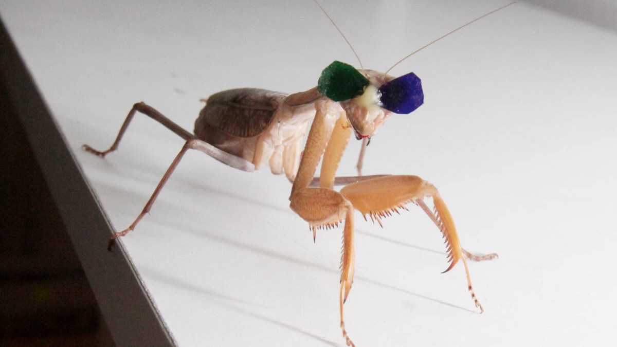 Newcastle University research into 3D vision in praying mantises by Dr. Vivek Nityananda.
Pic: Mike Urwin. 151015