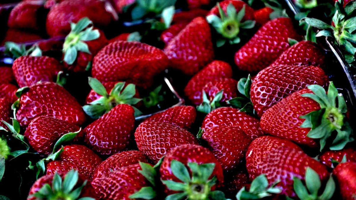 Fraises