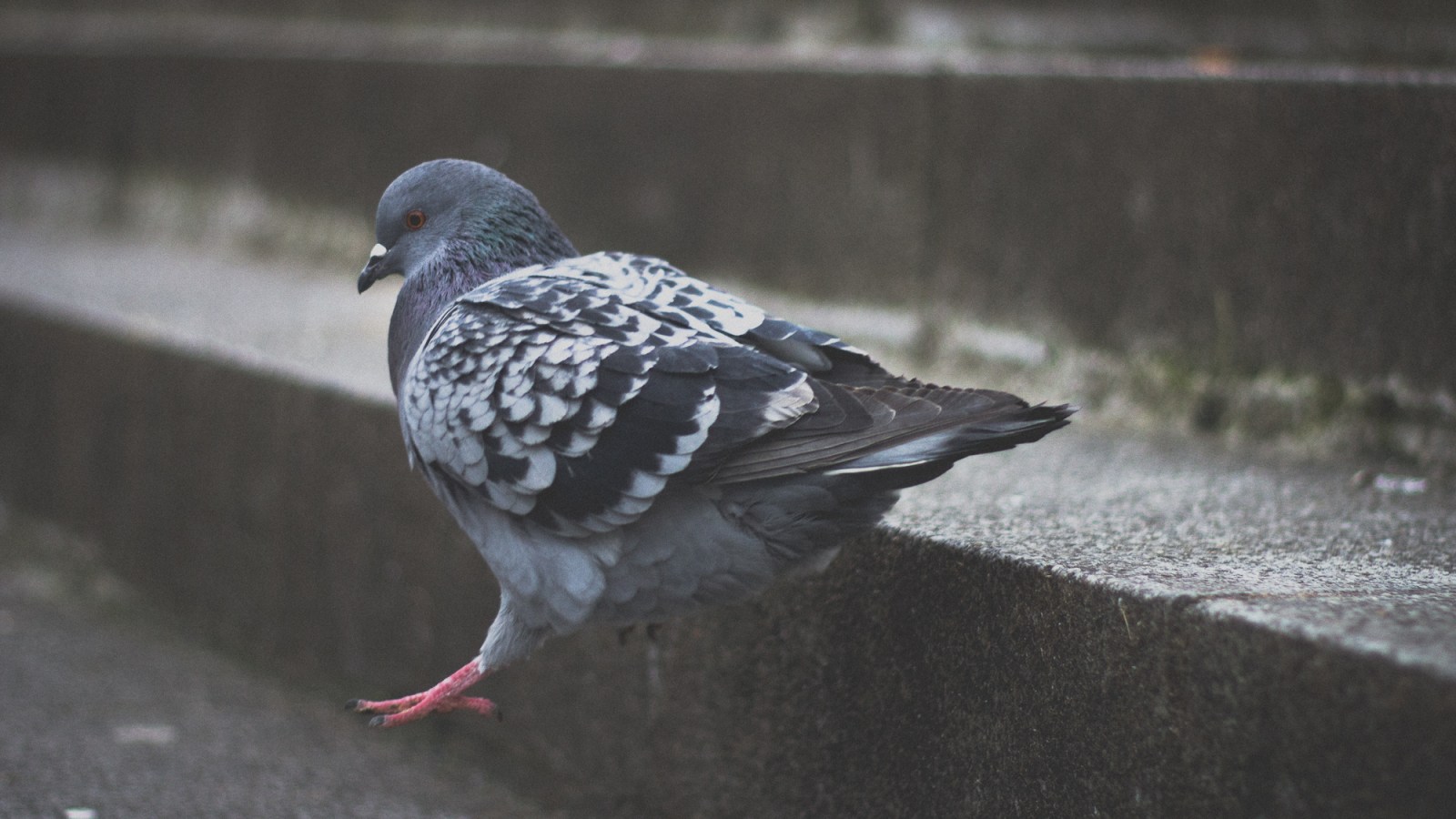 Des pigeons connectés pour mesurer le taux de pollution