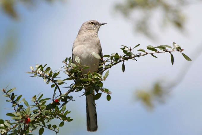 Mockingbird