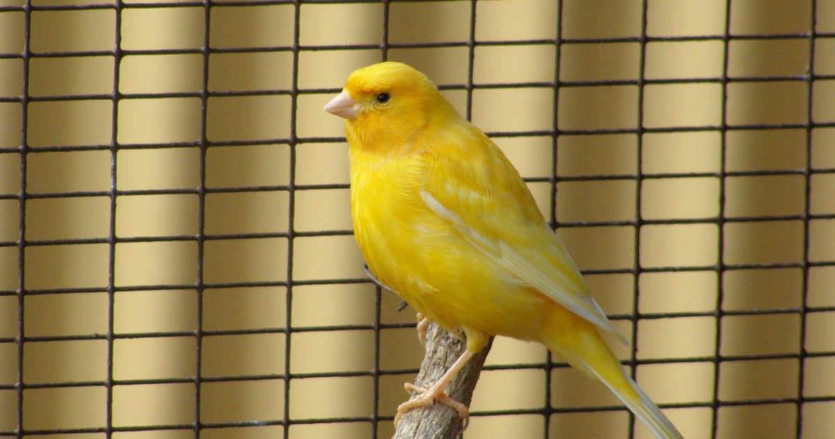 canari