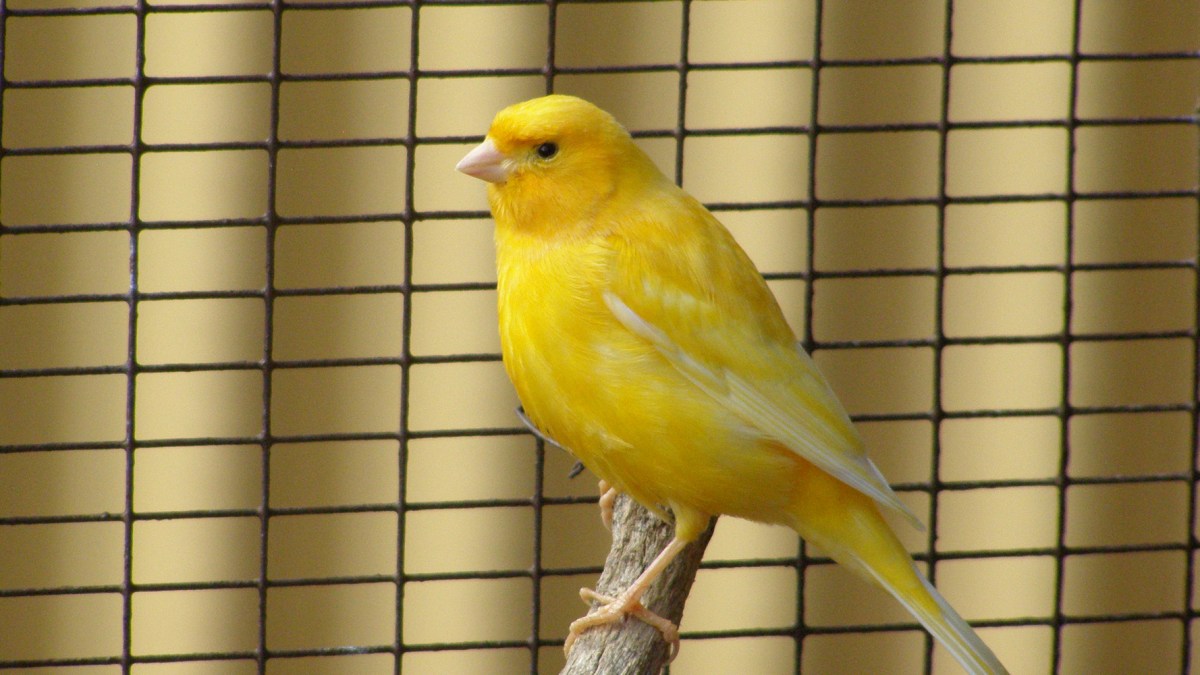 canari