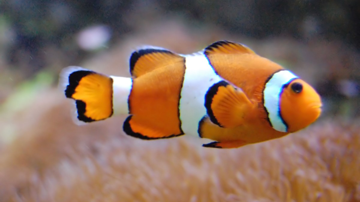 poisson-clown-4-jpg