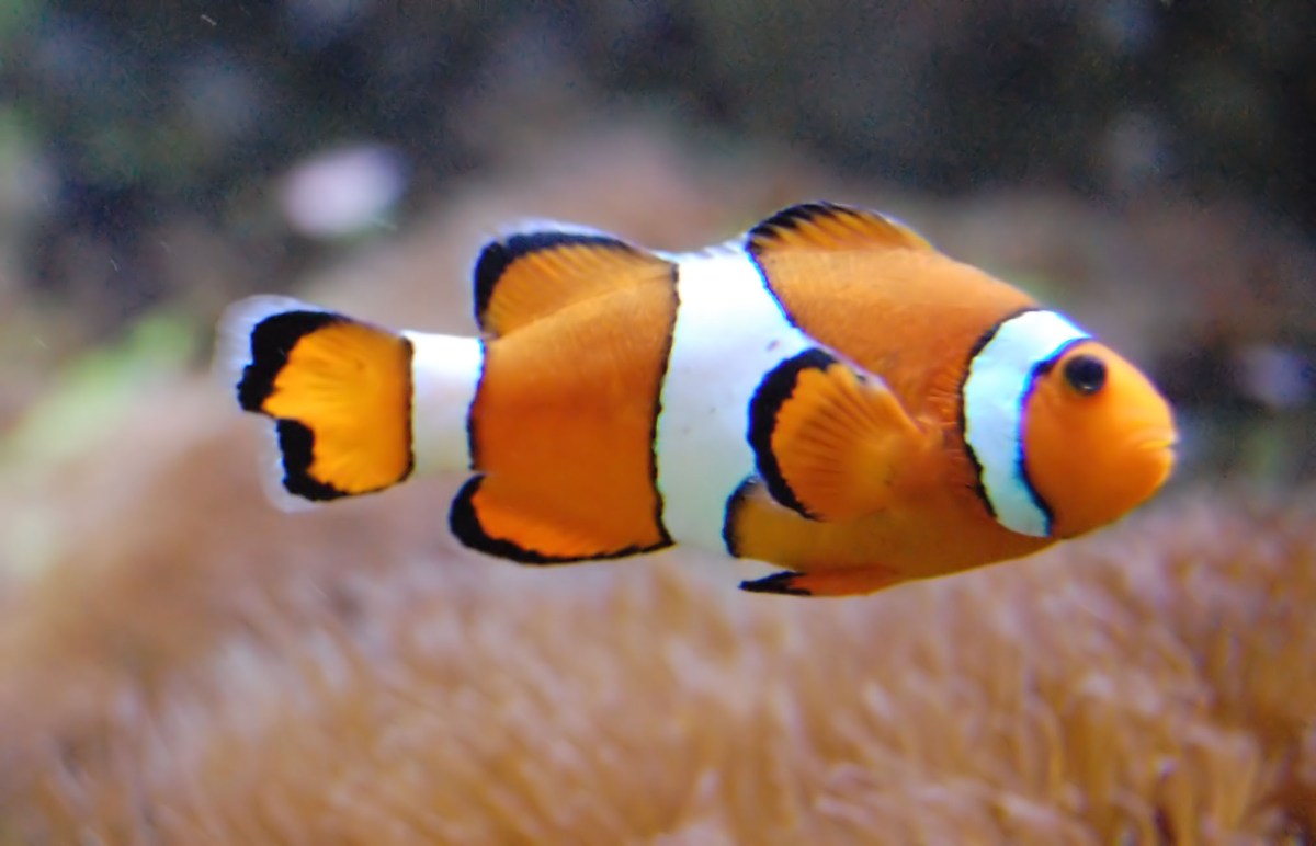 poisson-clown-4-jpg