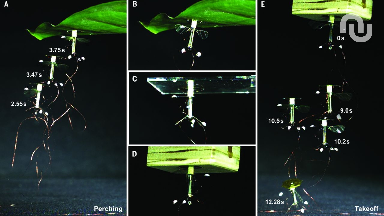 Découvrez le robot insecte capable de voler et de se percher au plafond