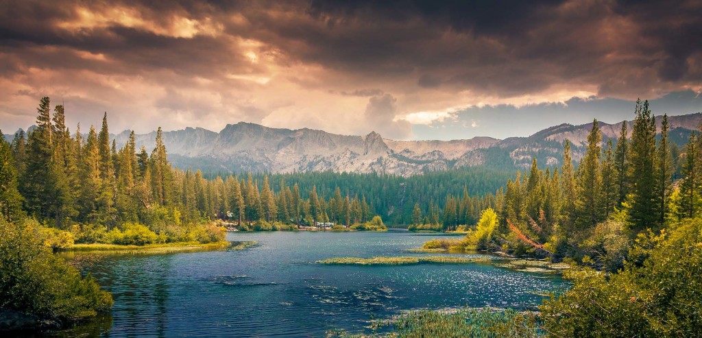 Nature environnement forêt