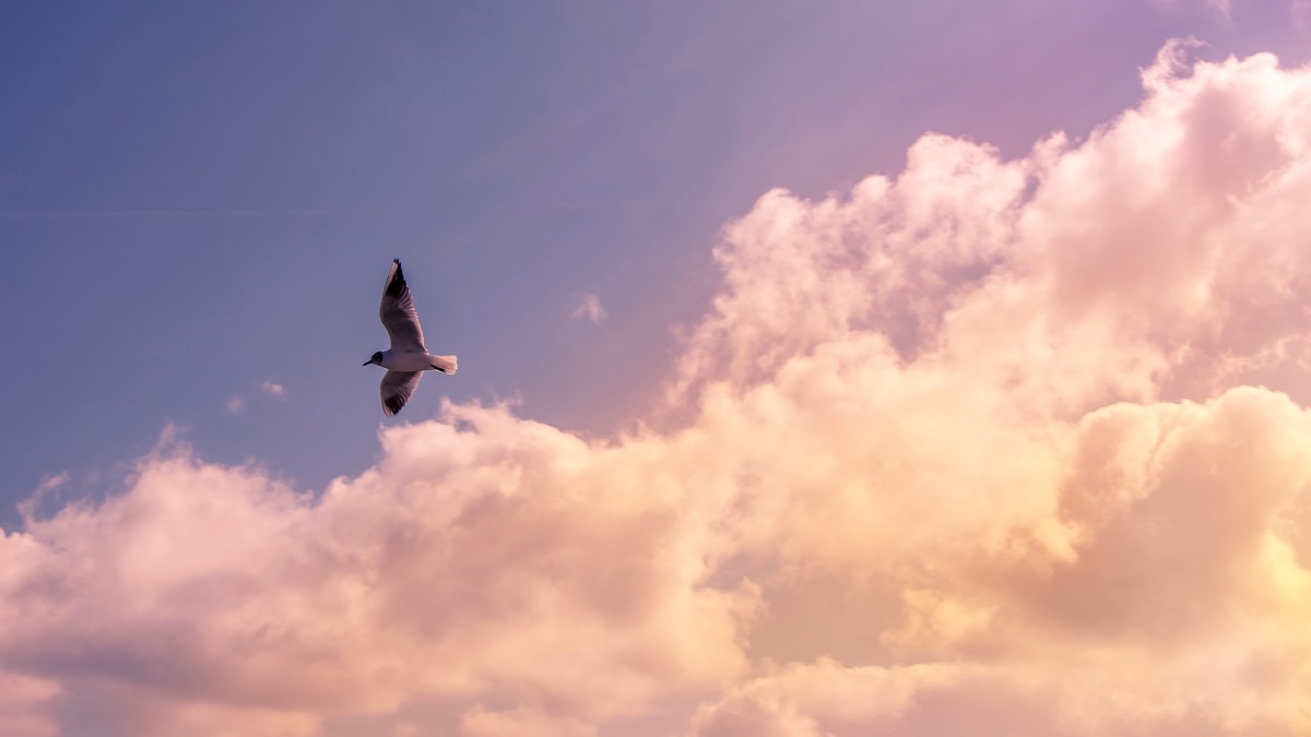 seagull-sky-clouds-72752