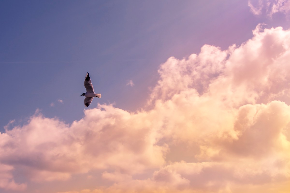 seagull-sky-clouds-72752