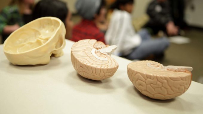 Cerveau Cerveau