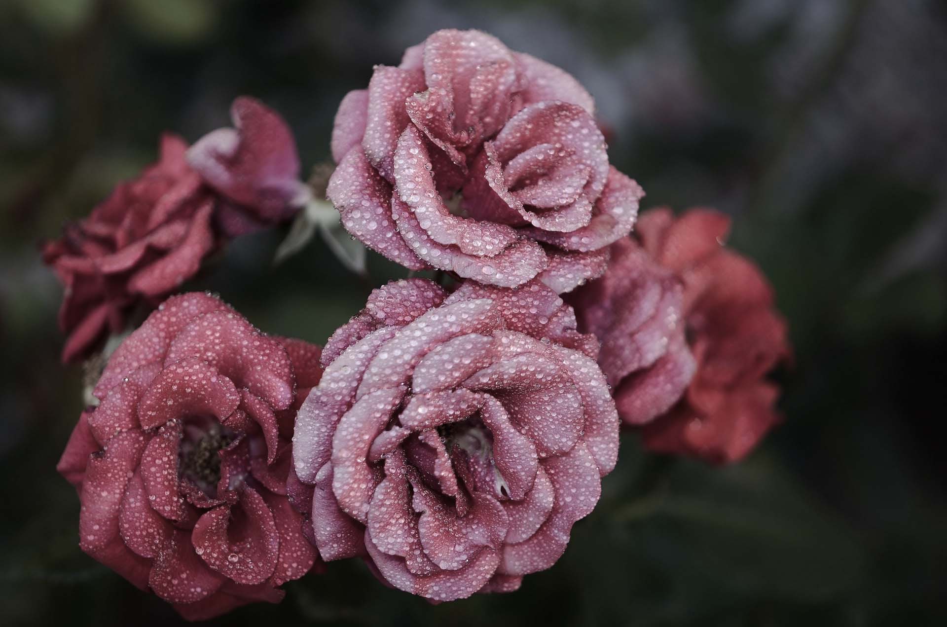 Fleurs Fleurs
