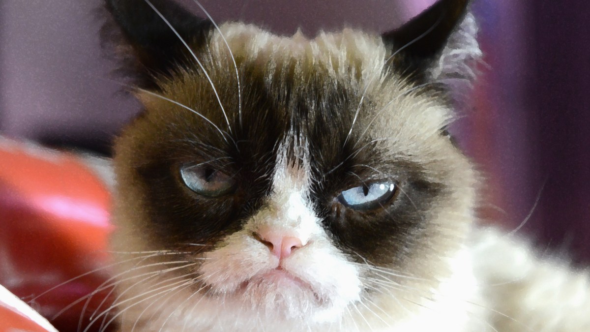 grumpycat