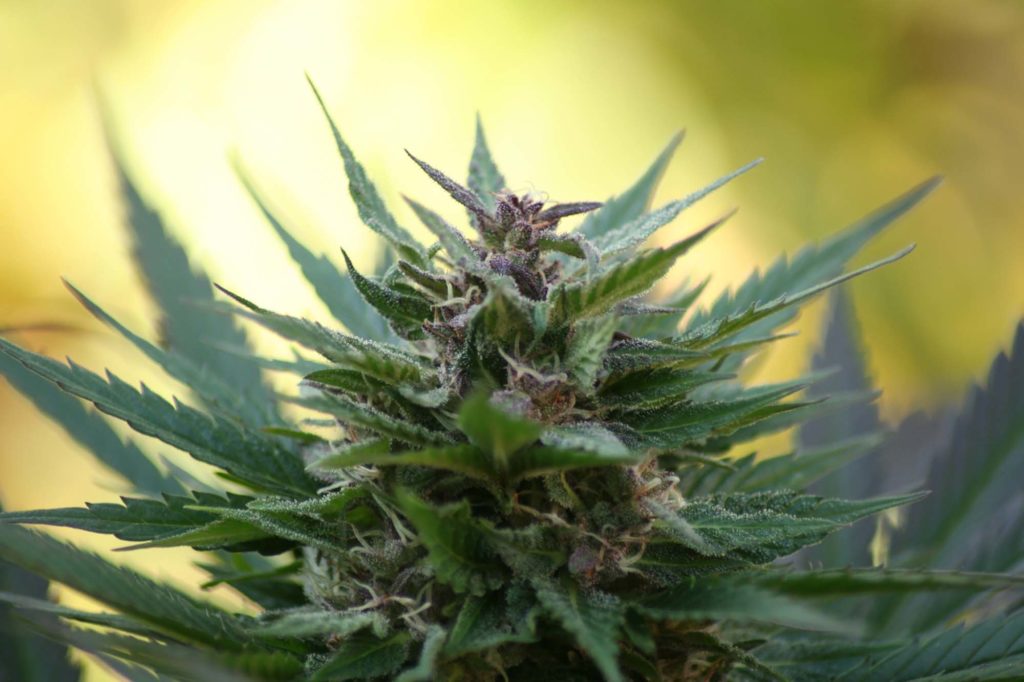 cannabis cannabis