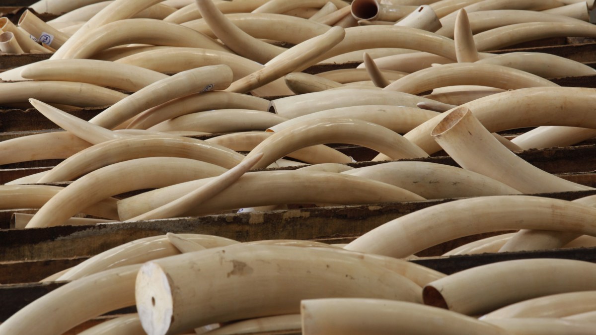 Ivory tusks are stored in boxes at Hong Kong Customs August 7, 2013, after they were seized from a container at Kwai Chung Container Terminal a day earlier. Through intelligence exchange with Chinese Customs, Hong Kong Customs on Tuesday seized a total of 1,120 ivory tusks, 13 rhino horns and five pieces of leopard skin, weighing about 2,266 kg (4982 pounds), inside a container shipped from Nigeria to Hong Kong. The total seizure is worth about HK$41 million (US$5.26 million), according to the official press release. REUTERS/Bobby Yip (CHINA - Tags: ANIMALS CRIME LAW ENVIRONMENT)