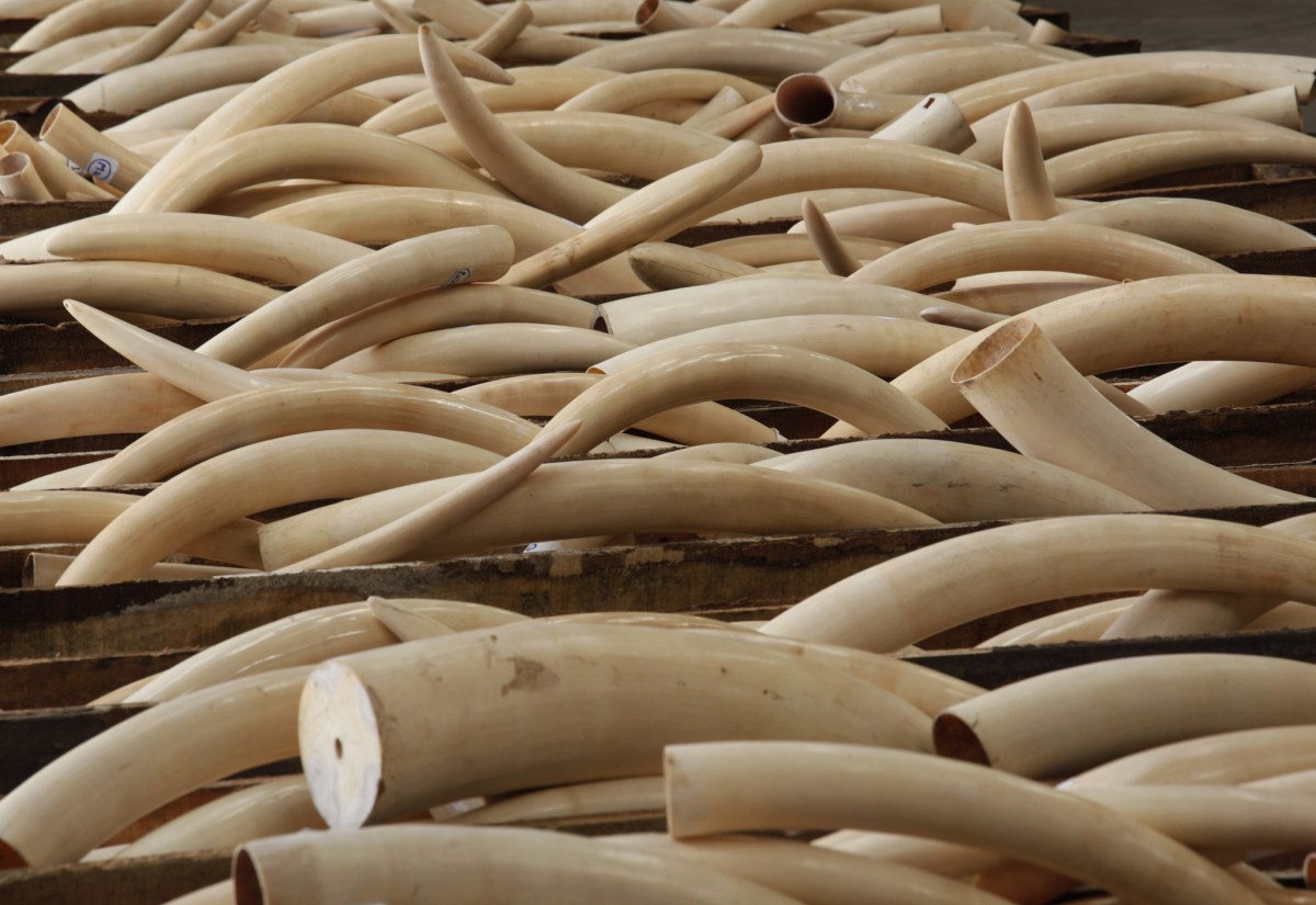 Ivory tusks are stored in boxes at Hong Kong Customs August 7, 2013, after they were seized from a container at Kwai Chung Container Terminal a day earlier. Through intelligence exchange with Chinese Customs, Hong Kong Customs on Tuesday seized a total of 1,120 ivory tusks, 13 rhino horns and five pieces of leopard skin, weighing about 2,266 kg (4982 pounds), inside a container shipped from Nigeria to Hong Kong. The total seizure is worth about HK$41 million (US$5.26 million), according to the official press release. REUTERS/Bobby Yip (CHINA - Tags: ANIMALS CRIME LAW ENVIRONMENT)